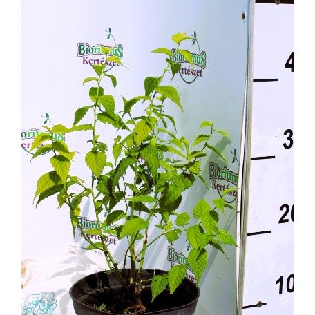 Japán babarózsa (Kerti babarózsa) Kerria japonica 1.5l