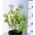 Japán babarózsa (Kerti babarózsa) Kerria japonica 1.5l