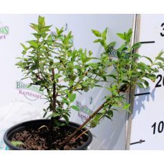 Örökzöld orbáncfű Hypericum patulum Hidcote 1.5l