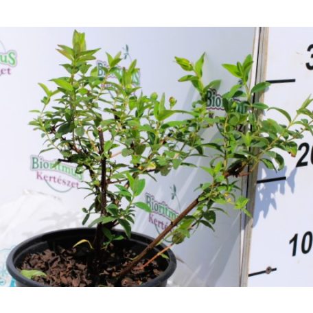 Örökzöld orbáncfű Hypericum patulum Hidcote 1.5l