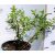 Örökzöld orbáncfű Hypericum patulum Hidcote 1.5l