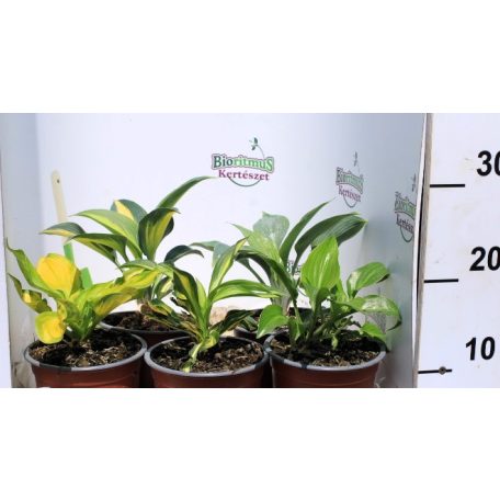 Árnyékliliom mix Hosta mix 14 cm cserép