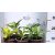Árnyékliliom mix Hosta mix 14 cm cserép