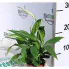 Vitorlavirág Spathiphyllum Alana 12 cm cserép