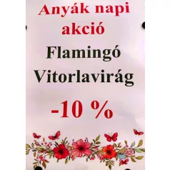 Vitorlavirág Spathiphyllum Alana 12 cm cserép