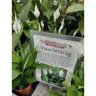 Vitorlavirág Spathiphyllum Alana 12 cm cserép