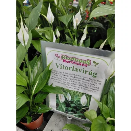 Vitorlavirág Spathiphyllum Alana 12 cm cserép