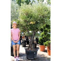 Olajfa Bonsai 60 cm átm.