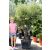 Olajfa Bonsai 60 cm átm.