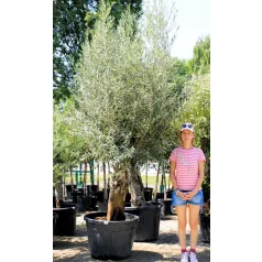 Olajfa Picual marteno 130 l