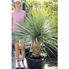   Csőrös pálmaliliom (Csőröstorkú pálmaliliom) Yucca rostrata 55 lit
