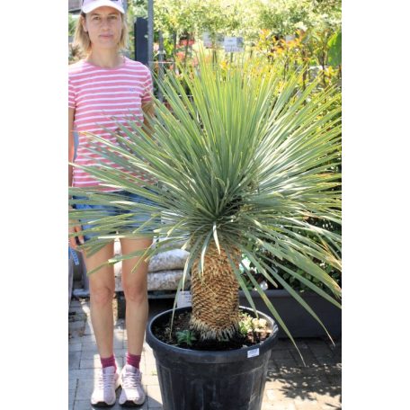Csőrös pálmaliliom (Csőröstorkú pálmaliliom) Yucca rostrata 55 lit