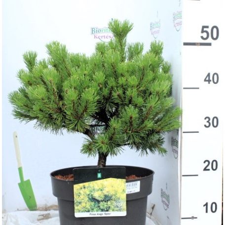 Arany törpefenyő Pinus mugo Ophir P26