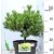 Arany törpefenyő Pinus mugo Ophir P26