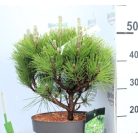 Japán fekete fenyő Pinus thunbergii Sayonara P26