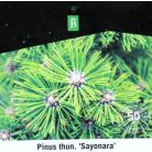 Japán fekete fenyő Pinus thunbergii Sayonara P26