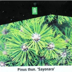 Japán fekete fenyő Pinus thunbergii Sayonara P26