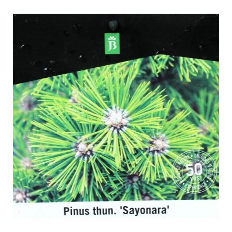 Japán fekete fenyő Pinus thunbergii Sayonara P26