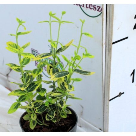 Euonymus fort. Emerald 'n Gold P9