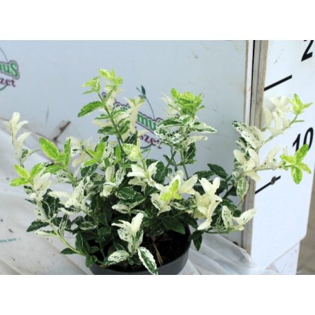 Törpe kecskerágó Euonymus fort. Harlequin P9