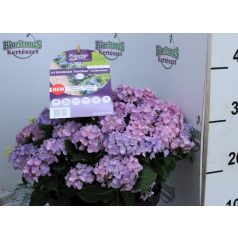 Kerti hortenzia Hydrangea macr. Forever & Ever Hortbux i