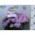 Kerti hortenzia Hydrangea macr. Forever & Ever Hortbux i