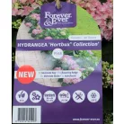 Kerti hortenzia Hydrangea macr. Forever & Ever Hortbux i