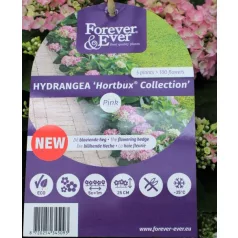 Kerti hortenzia Hydrangea macr. Forever & Ever Hortbux i