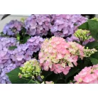 Kerti hortenzia Hydrangea macr. Forever & Ever Hortbux i