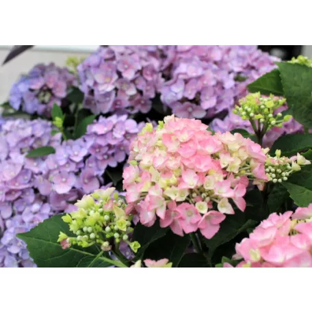 Kerti hortenzia Hydrangea macr. Forever & Ever Hortbux i