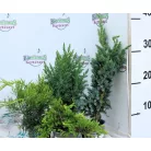 Boróka mix Juniperus in varieties P9