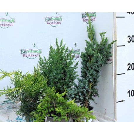 Boróka mix Juniperus in varieties P9