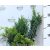 Boróka mix Juniperus in varieties P9