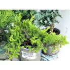 Boróka mix Juniperus in varieties P9