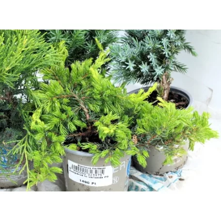Boróka mix Juniperus in varieties P9