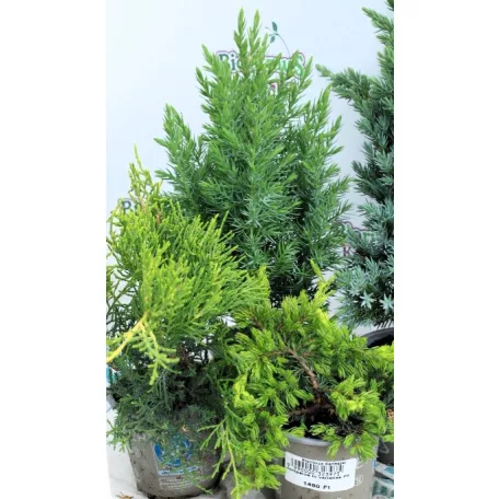 Boróka mix Juniperus in varieties P9
