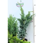 Boróka mix Juniperus in varieties P9