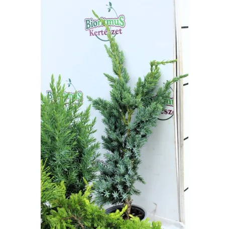 Boróka mix Juniperus in varieties P9