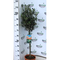 Törzses olajfa Olea europaea 60 cm törzsmagasság P21
