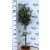 Törzses olajfa Olea europaea 60 cm törzsmagasság P21