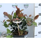 Törpe korallberkenye Photinia fras. Little Red Robin P17