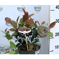 Törpe korallberkenye Photinia fras. Little Red Robin P17
