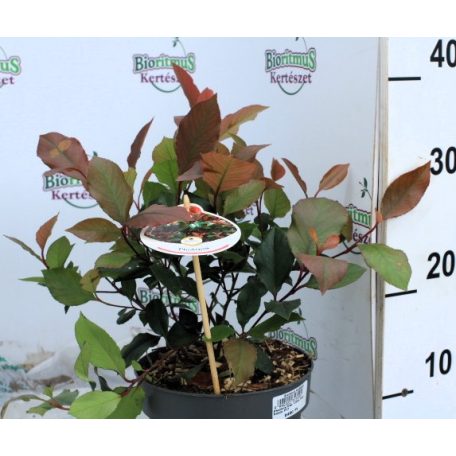 Törpe korallberkenye Photinia fras. Little Red Robin P17