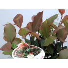 Törpe korallberkenye Photinia fras. Little Red Robin P17