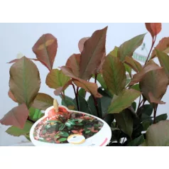 Törpe korallberkenye Photinia fras. Little Red Robin P17