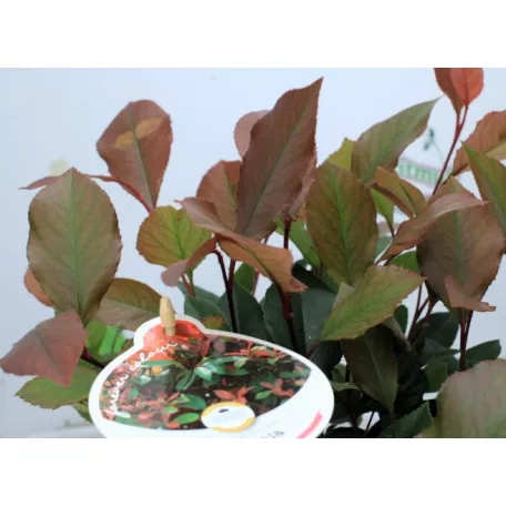 Törpe korallberkenye Photinia fras. Little Red Robin P17