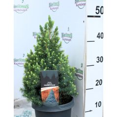 Kék cukorsüvegfenyő Picea glauca Sander's Blue P19