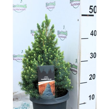Kék cukorsüvegfenyő Picea glauca Sander's Blue P19