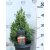 Kék cukorsüvegfenyő Picea glauca Sander's Blue P19