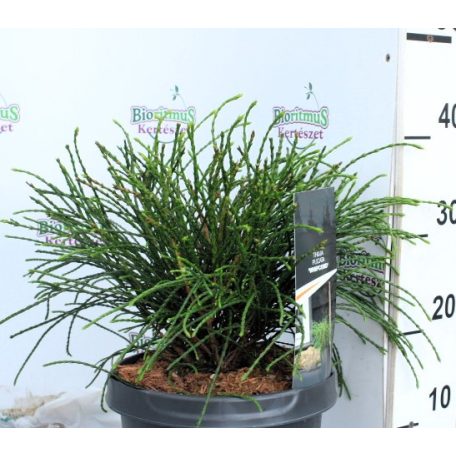 Fonalas tuja Thuja plicata Whipcord P23